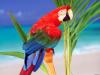 Tropical Colors